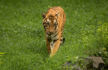 Indian Bengal tiger walks though a grassland at Sunderban tiger reserve.