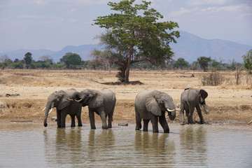 Obraz premium Elephants Drinking
