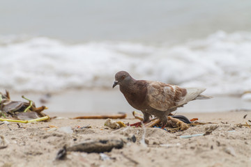 Pigeon(columbidae)On Sandy Beach / Pigeon (columbidae) Walking On Sandy Beach Near The Sea.