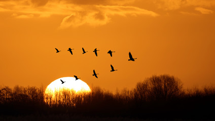 Fototapeta na wymiar Flying birds over background landscape with orange sky