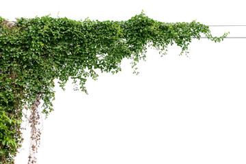 Plants ivy. Vines on poles on white background - obrazy, fototapety, plakaty
