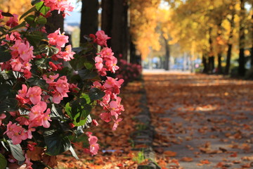 Driveway with begonia flowers
