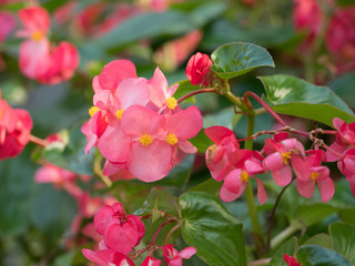 ベゴニアの花壇　