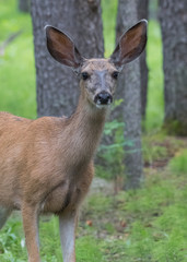 Mule Deer Looks at Camera