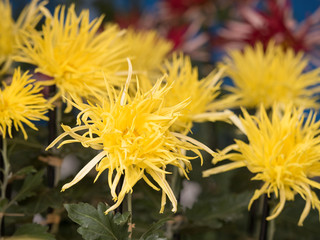 江戸菊