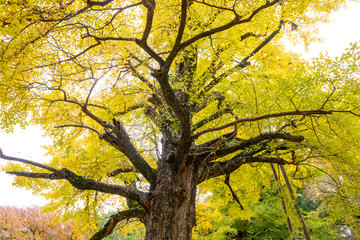 秋のイチョウ