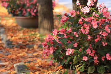 Begonia flowers