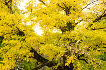 秋のイチョウ