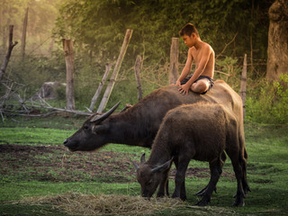 Child riding buffalo in countryside Thailand.