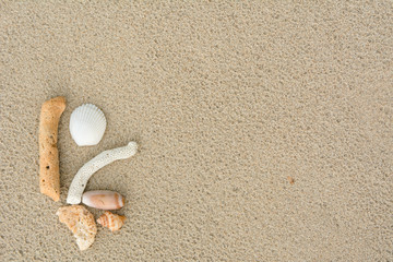 Shells and coral on beach