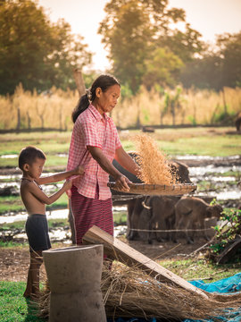 Asian women winnow rice rice separate between rice and rice chaf