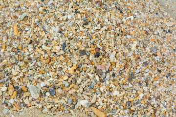 Shells and coral on beach for background