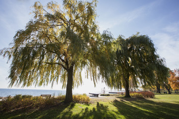 sunrays coming through the branches of a willow tree © nickjene