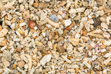 Shells and coral on beach for background