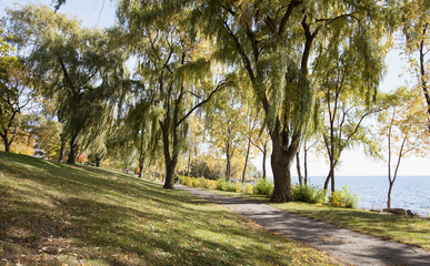Obraz premium willow trees along park path