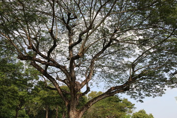 Fototapeta na wymiar Tree 