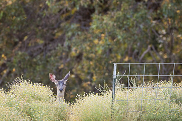 Deer in the Bushes
