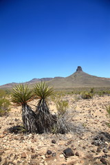 Mountain and Desert Landscape - Remote view with desert plants