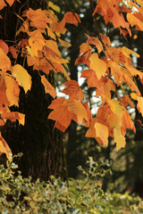 The Maples in autumn colors
