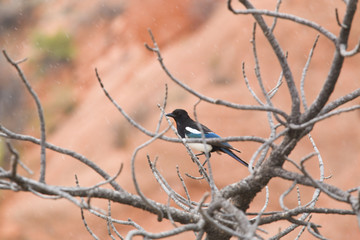 Magpie Posing in a Tree