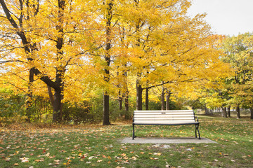 bench in park with trees in autumn colors
