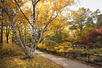 Fototapeta na wymiar Park path throuh autumn forest