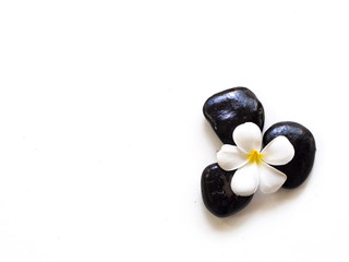 Frangipani plumeria Spa Flower with massage stones on white background