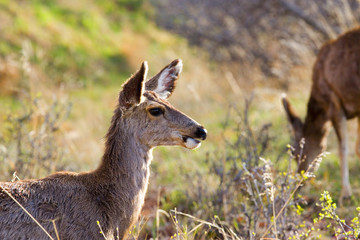 Two Mule Deer Foraging on a Colorado Spring Afternoon