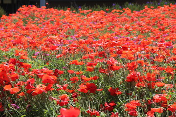 Obraz premium ポピー畑