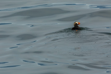 Tufted puffin swim in the waters of Pacific Ocean.