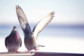 Pigeons