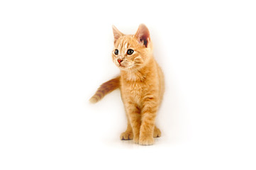 ginger-kitten02