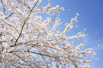 目黒川の桜
