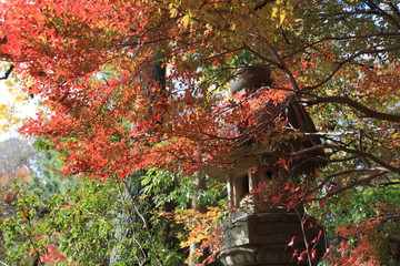 紅葉に囲まれて
