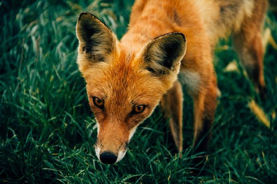 Fox in grass