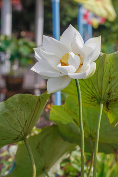 The beautiful blossoming  lotus