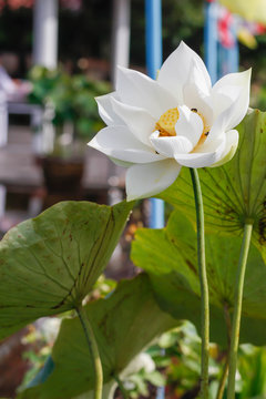 The beautiful blossoming  lotus