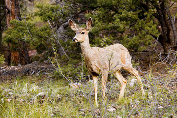 Mule Deer Herd in the Pike National Forest