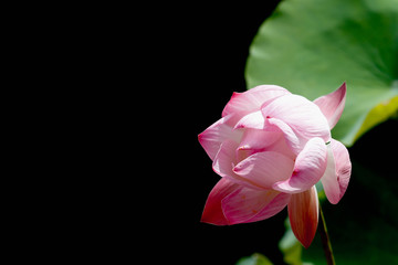 Fototapeta na wymiar pink lotus