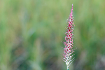 Fototapeta premium Grass flower .