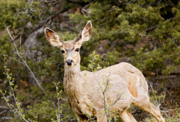 Mule Deer Herd in the Pike National Forest