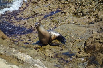Wild seals on the rocks in La Jolla, California