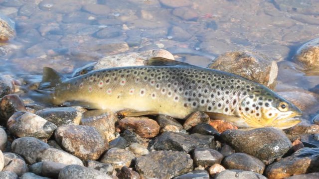 Good trophy. Caught by spinning brown trout (Salmo trutta fario) is in water on pebbles
