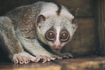Photo sur Plexiglas Singe Closeup slow loris monkey