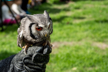 Bébé hibou 3