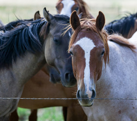Three Horses Looking