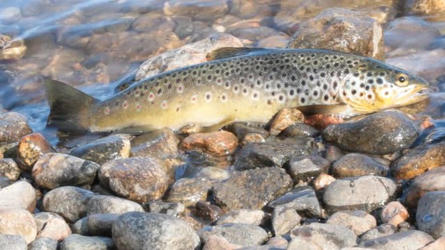 Good trophy. Caught by spinning brown trout (Salmo trutta fario) is in water on pebbles
