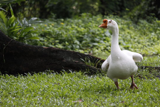 Goose Running On the Green Grass
