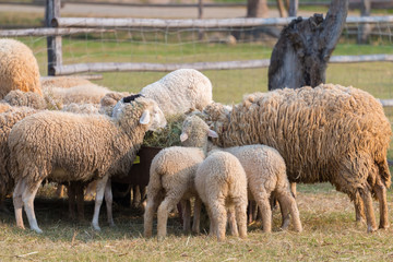 Obraz premium Feeding the sheep farm