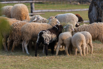 Feeding the sheep farm
